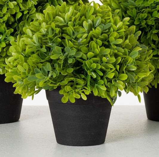 Potted Green Boxwood Small