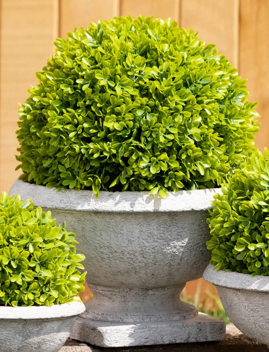 Potted Green Boxwood Large