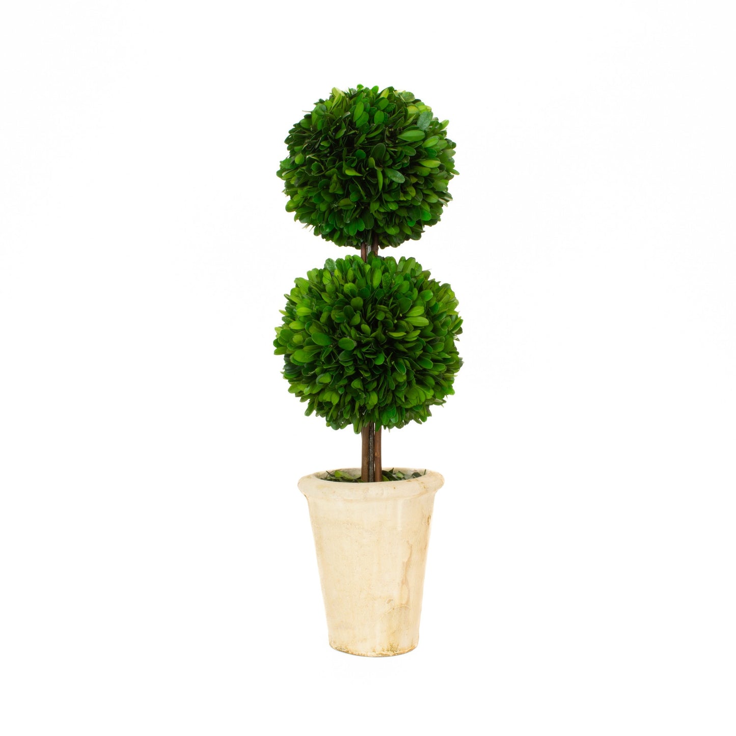 Topiary Mini Boxwood 20"