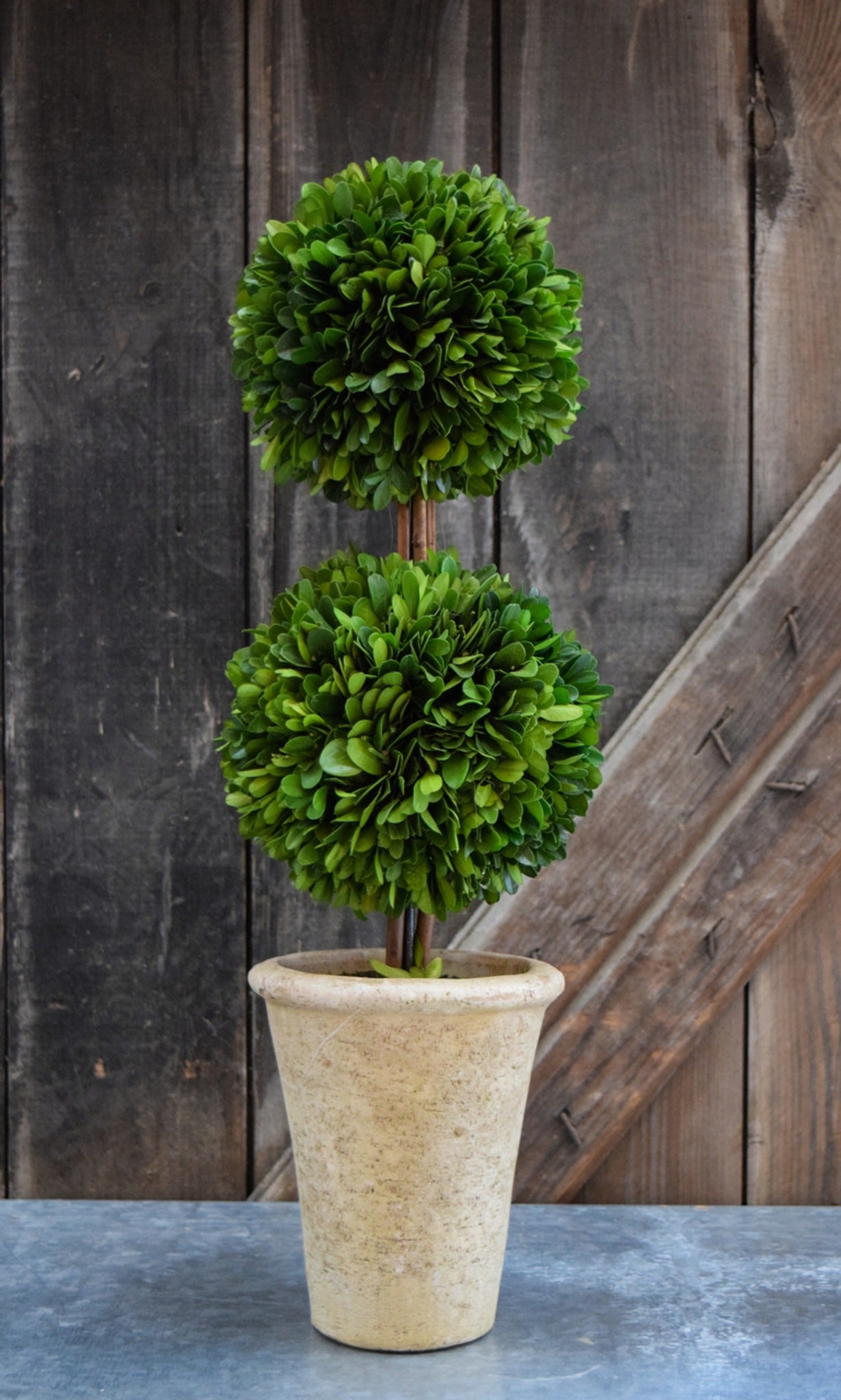 Topiary Mini Boxwood 20"