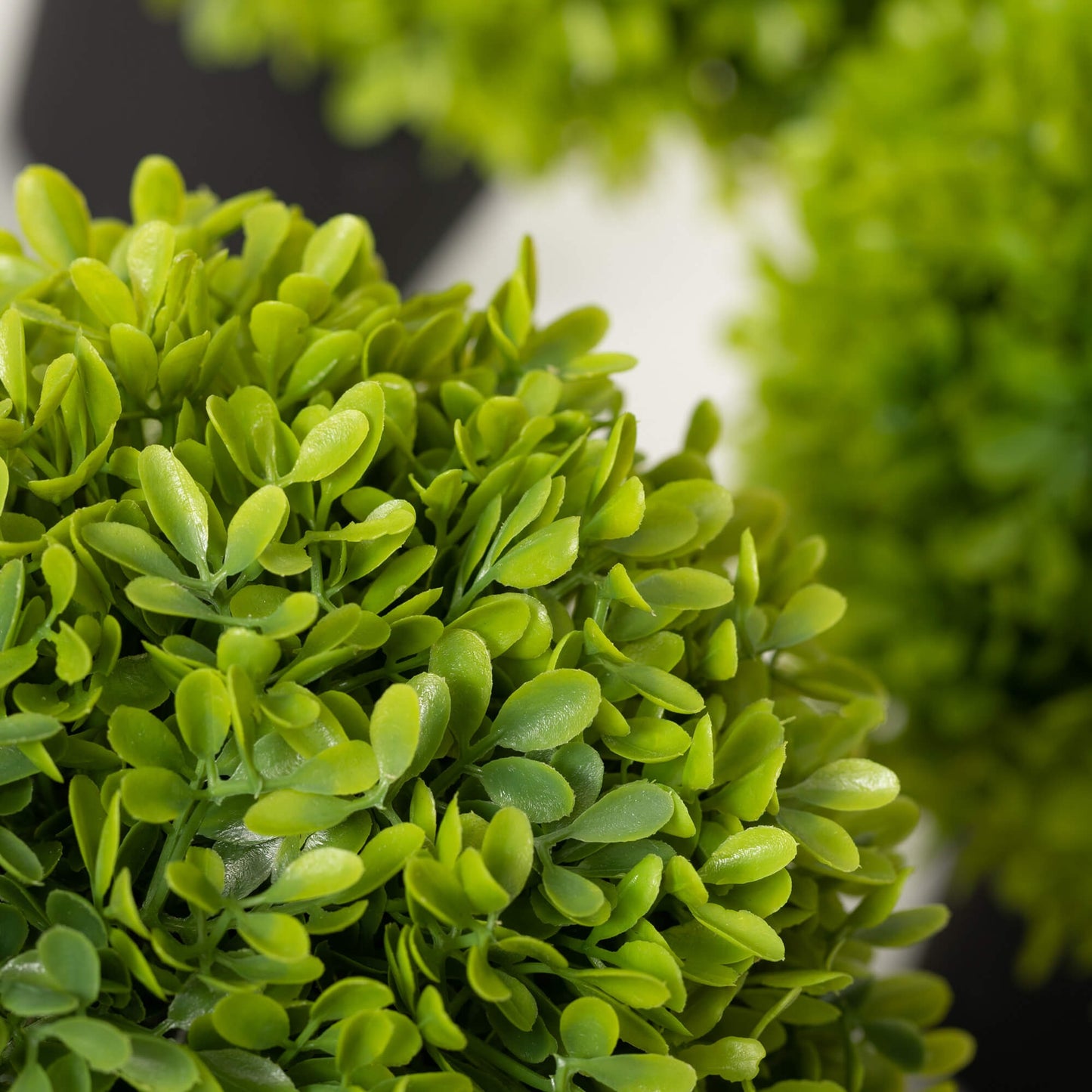 Potted Green Boxwood Small