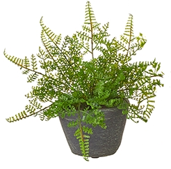 Potted Fern Plant Emily