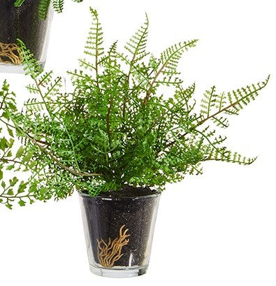 Potted Fern in Glass Vase Mia