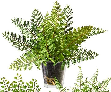 Potted Fern in Glass Vase Evelyn