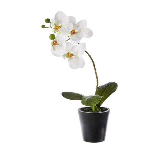 Potted Orchid White Black