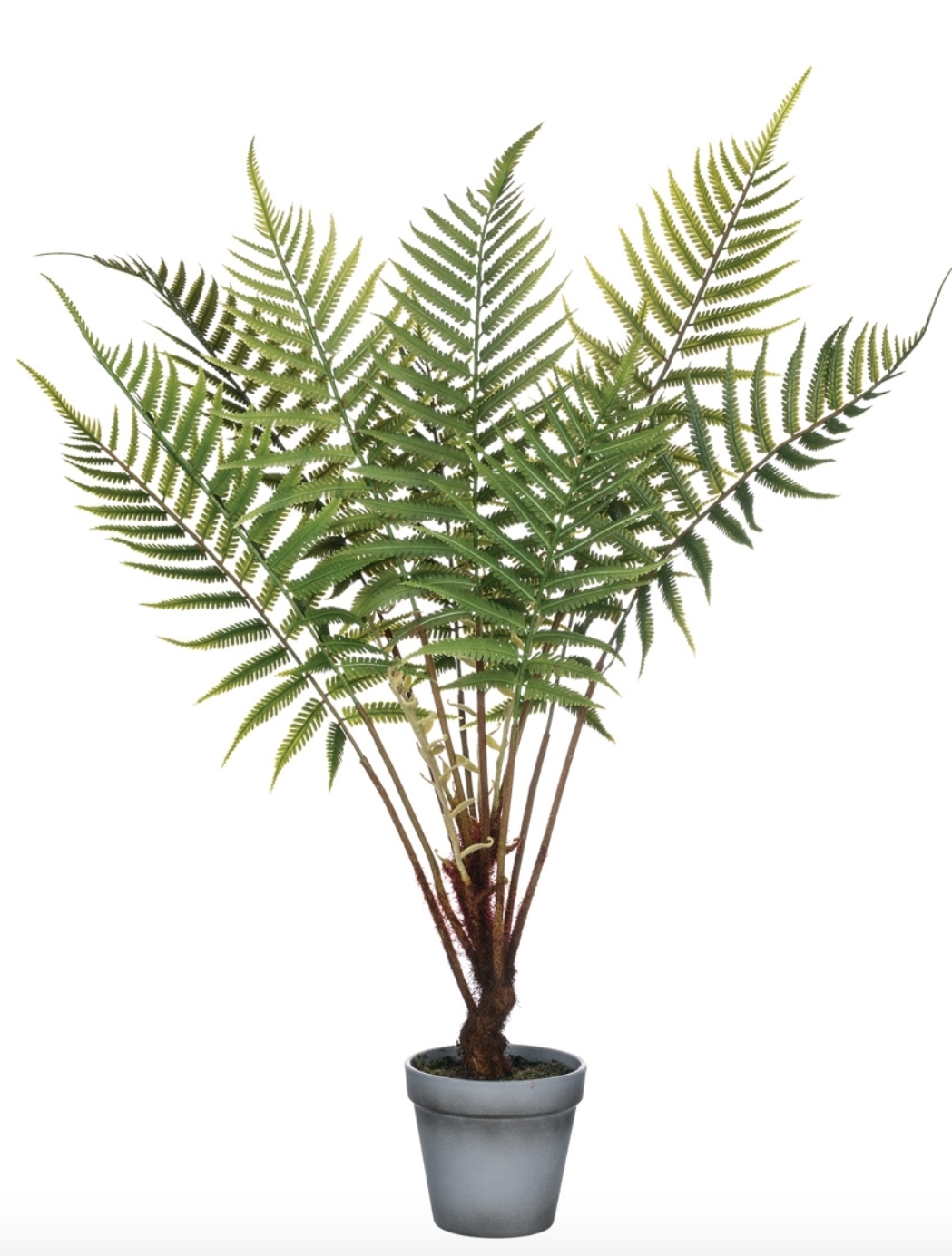 Fern Potted Plant