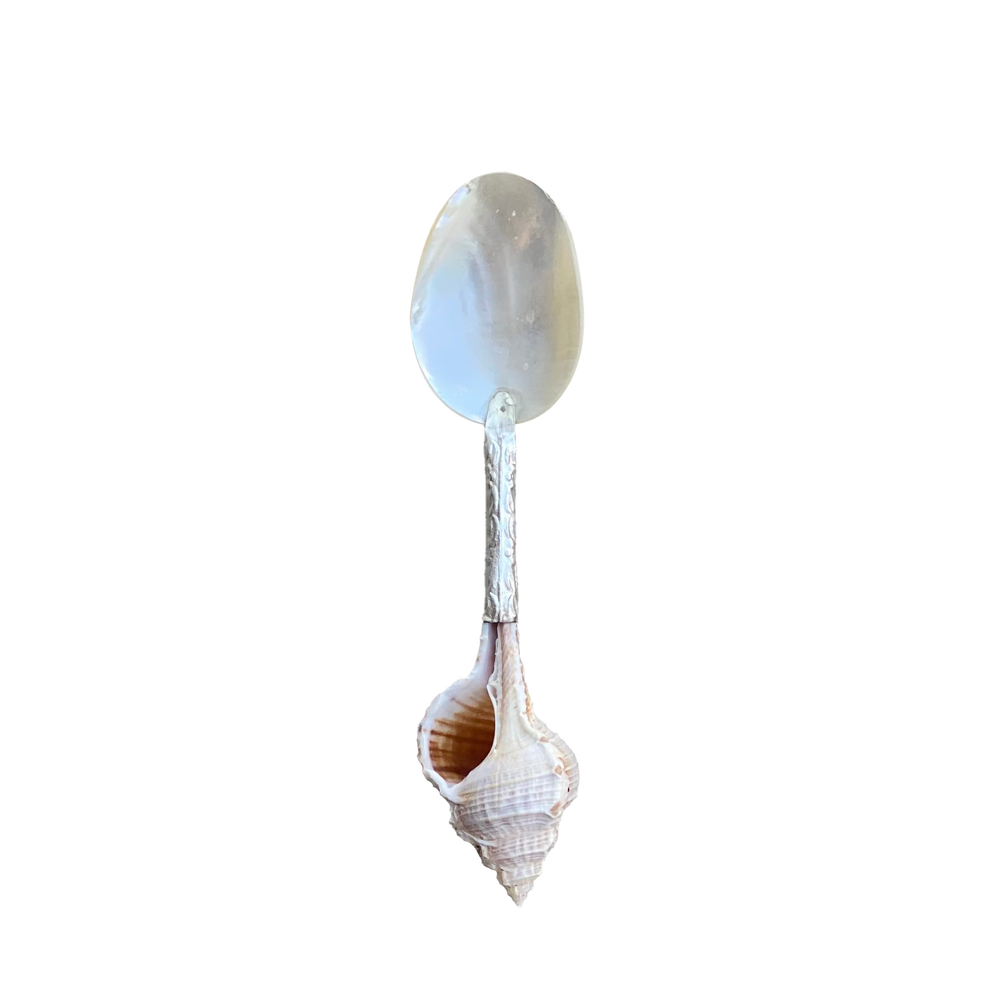 Spoon Murex Ternispina Shell
