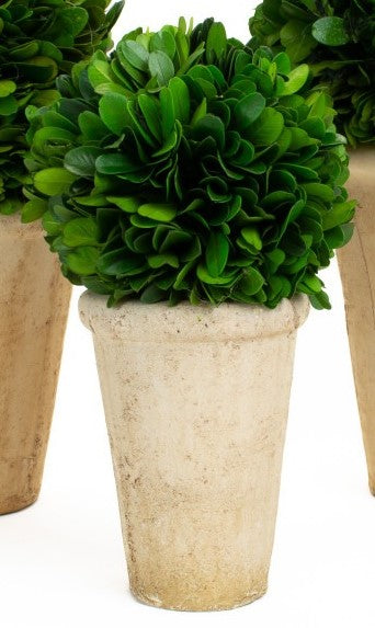 Potted Boxwood 7.25"