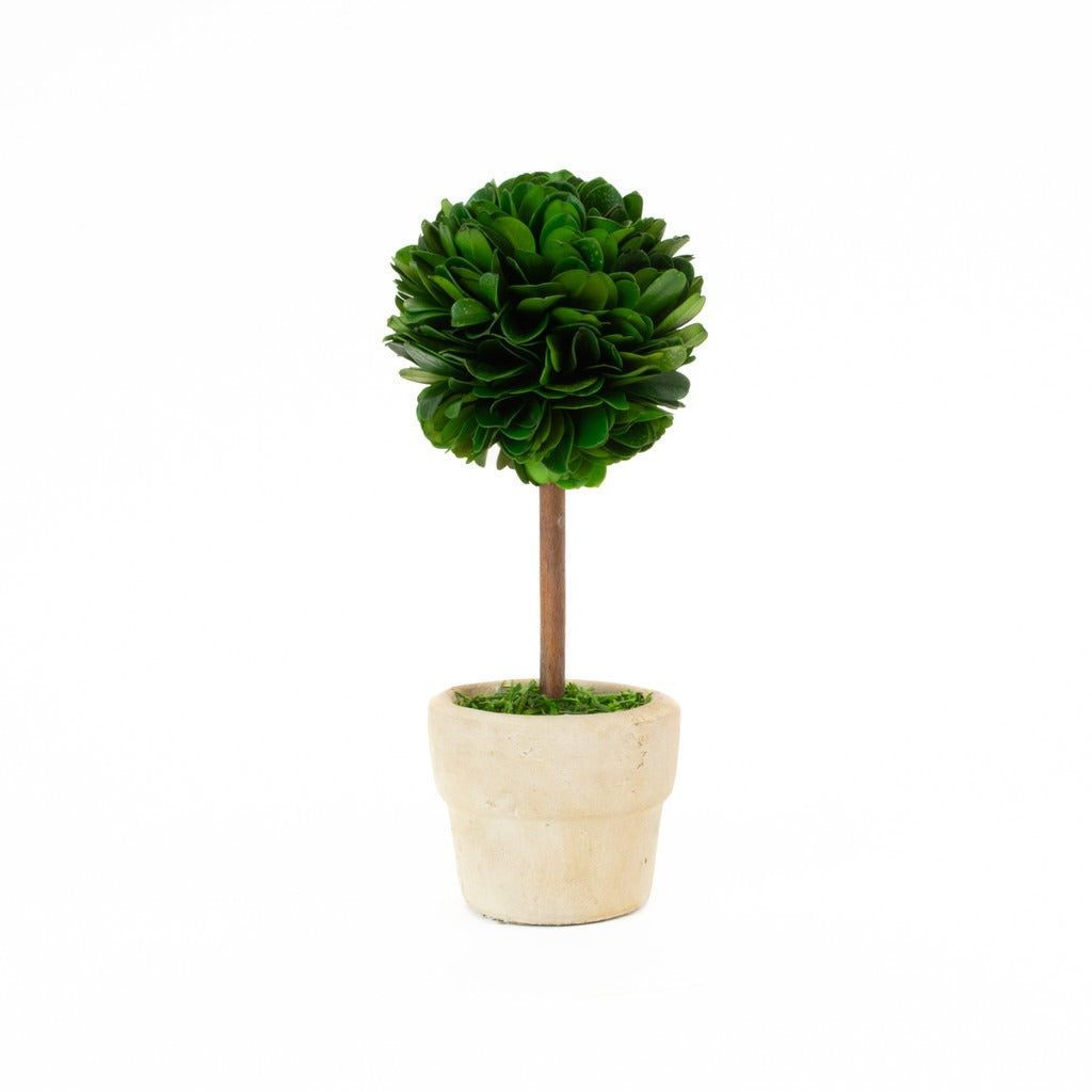 Topiary Mini Boxwood 2.5"