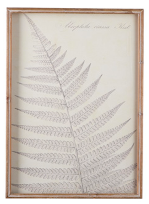 Fern Shadowbox Wall Art