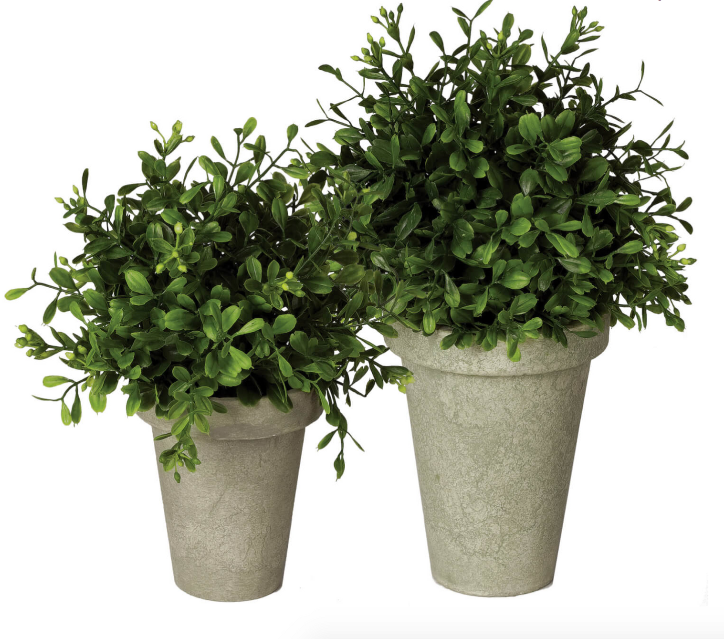 Boxwood Potted Orb