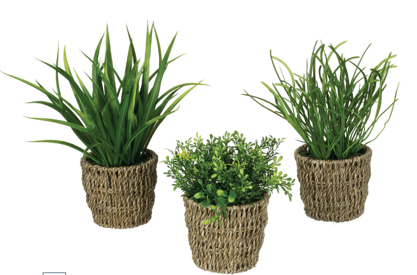 Potted Greenery in Basket