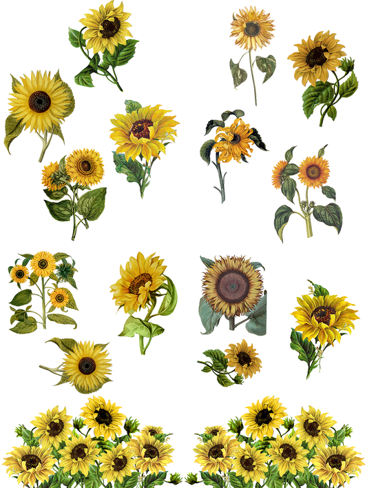 Transfer, Sunflowers