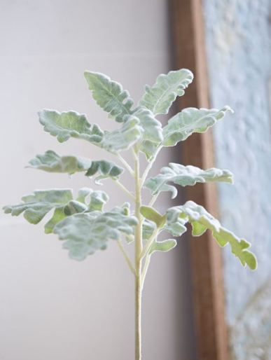 Stem Dusty Miller